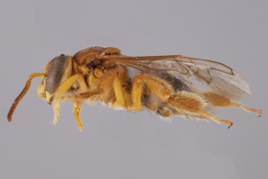 [Arhysoceble male (lateral/side view) thumbnail]